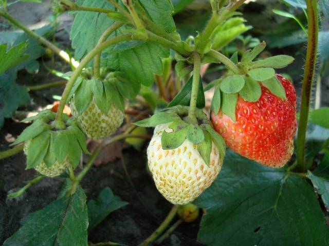 Strawberry variety Irma