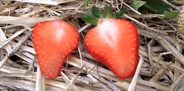 Strawberry variety Irma