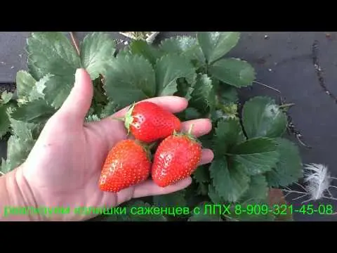 Strawberry variety Irma