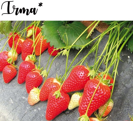 Strawberry variety Irma