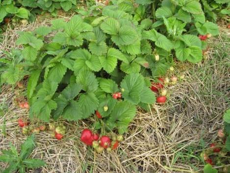 Strawberry variety Kamrad Winner: description and photo