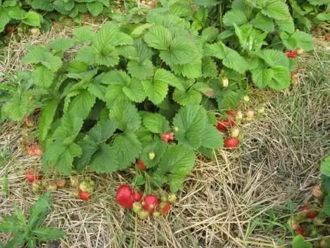 Strawberry variety Kamrad Winner: description and photo