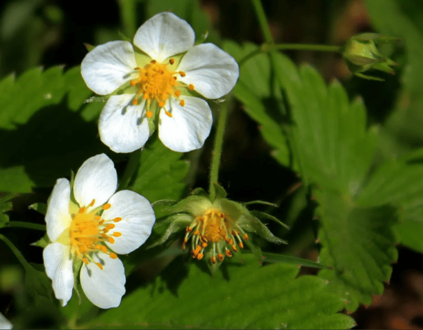 Strawberry variety Kamrad Winner: description and photo