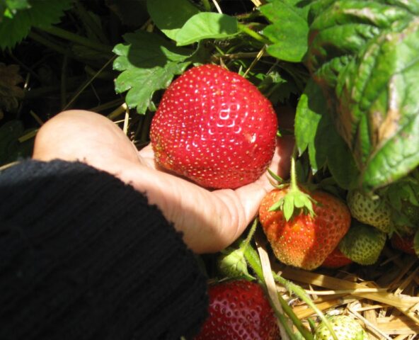 Strawberry variety Kamrad Winner: description and photo