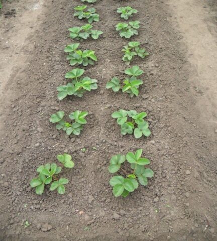 Strawberry variety Kamrad Winner: description and photo