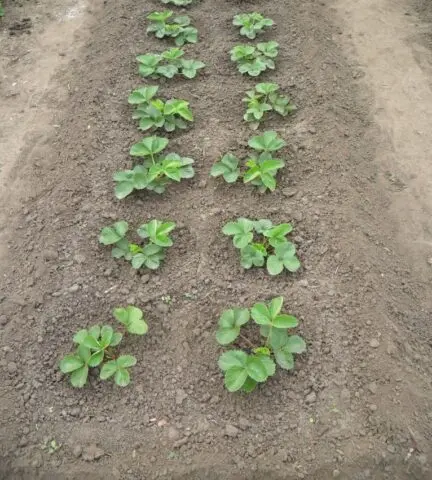 Strawberry variety Kamrad Winner: description and photo