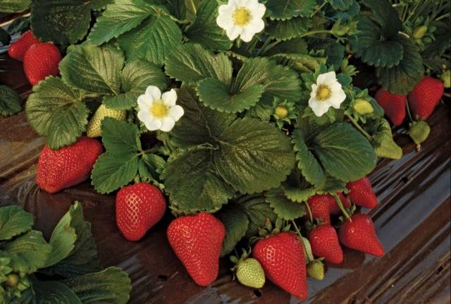 Strawberry variety Maestro