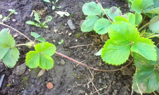 Strawberry variety Maestro