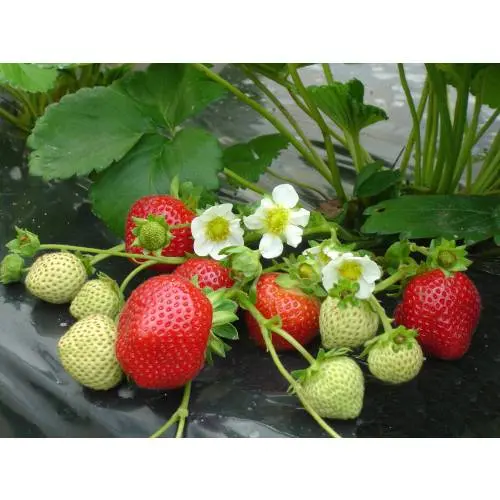 Strawberry variety Maestro