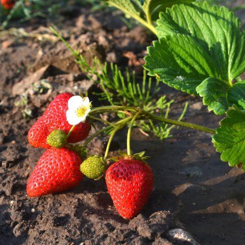 Strawberry variety Mariget (Mariguette): photo, description and reviews