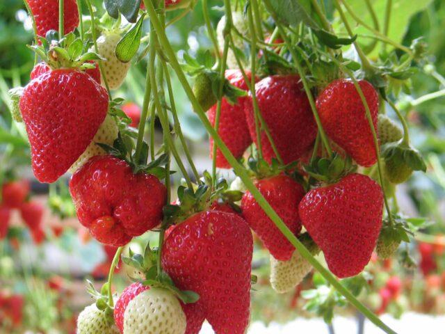 Strawberry variety Mariget (Mariguette): photo, description and reviews