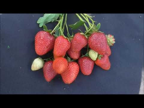 Strawberry variety Marisol: description, photo, video and reviews