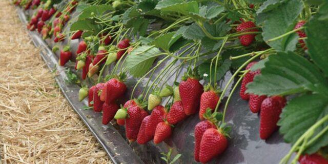 Strawberry variety Marisol: description, photo, video and reviews