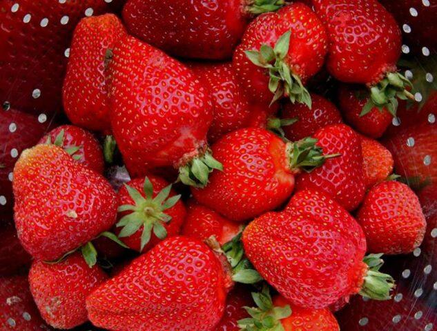 Strawberry variety Romantica: photo, description and reviews