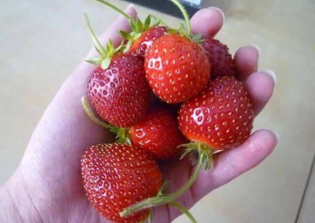 Strawberry variety Slastena F1: description, photo, reviews