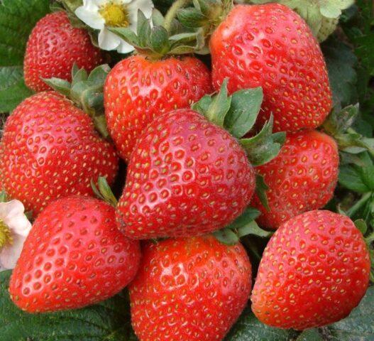 Strawberry variety Slastena F1: description, photo, reviews