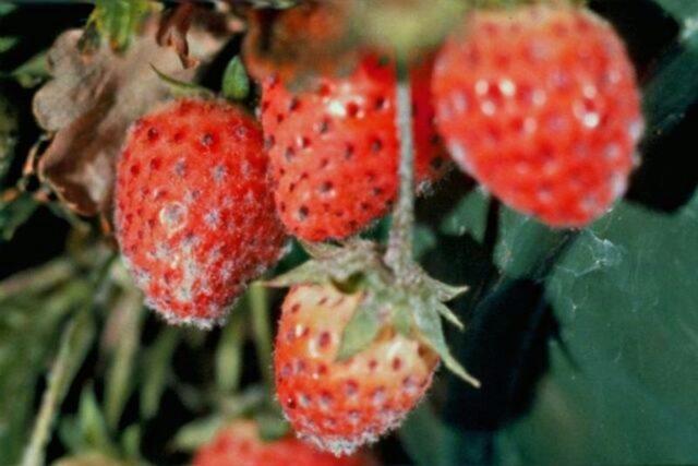 Strawberry variety Slastena F1: description, photo, reviews