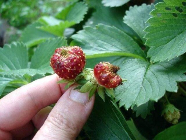 Strawberry variety Slastena F1: description, photo, reviews