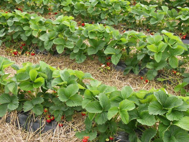 Strawberry variety Slastena F1: description, photo, reviews