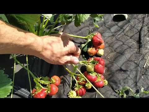 Strawberry variety Slastena F1: description, photo, reviews