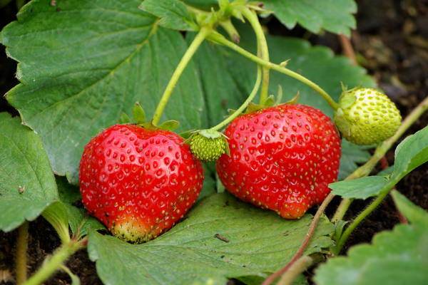 Strawberry variety Symphony