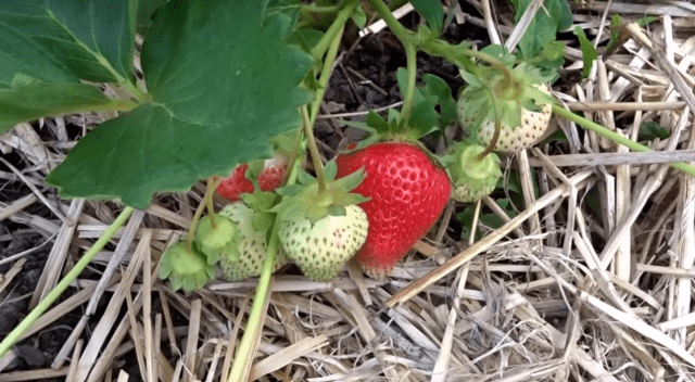 Strawberry variety Symphony