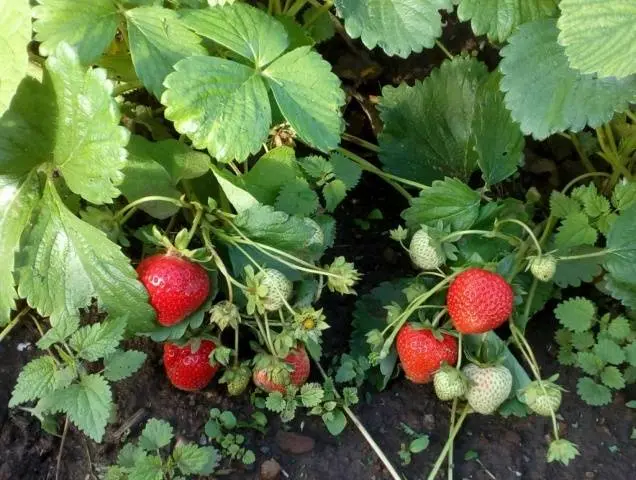 Strawberry variety Symphony