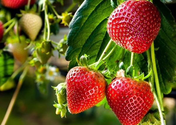 Strawberry variety Symphony