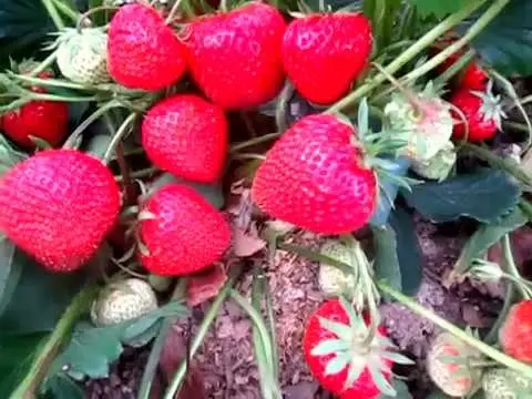 Strawberry variety Symphony