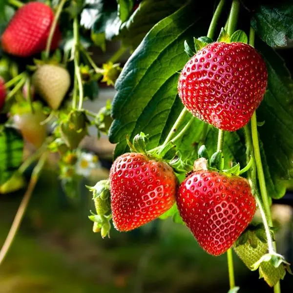 Strawberry variety Symphony