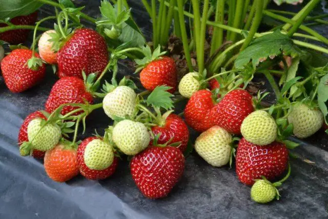 Strawberry variety Vivara: description, photos and reviews