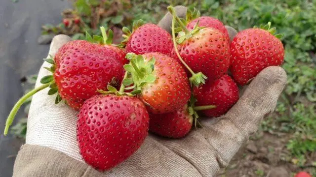 Strawberry variety Vivara: description, photos and reviews