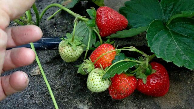 Strawberry variety Vivara: description, photos and reviews