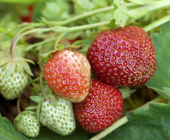 Strawberry verticillosis: what is it, photo, treatment