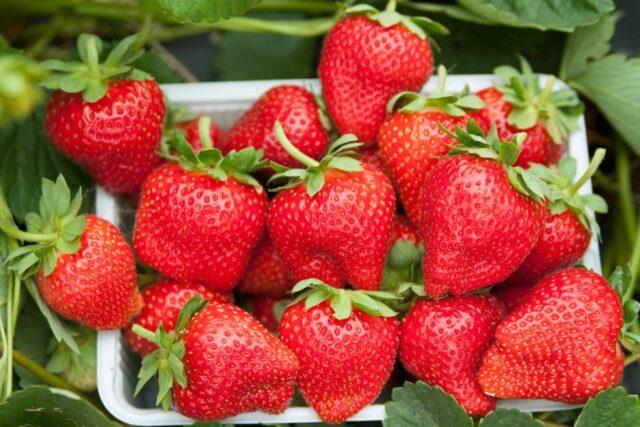 Strawberry verticillosis: what is it, photo, treatment