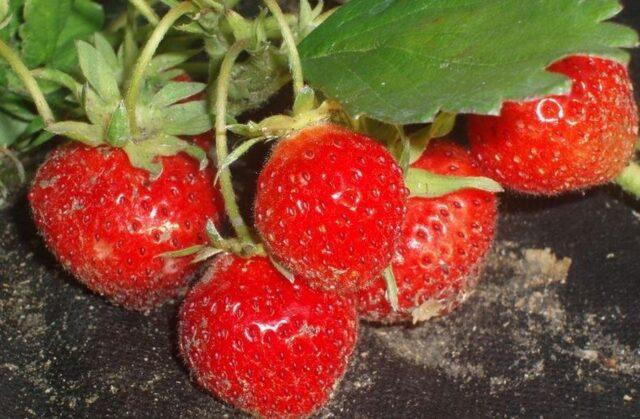 Strawberry verticillosis: what is it, photo, treatment