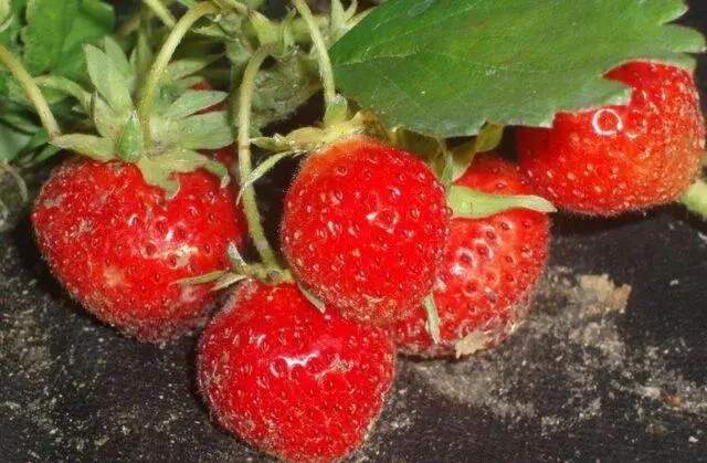 Strawberry verticillosis: what is it, photo, treatment