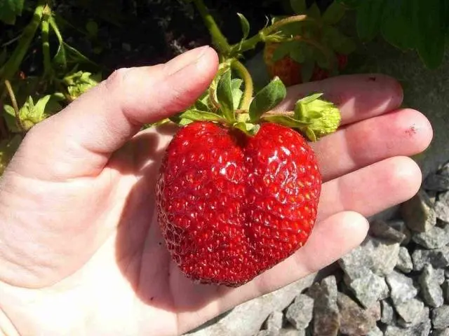 Strawberry Victoria