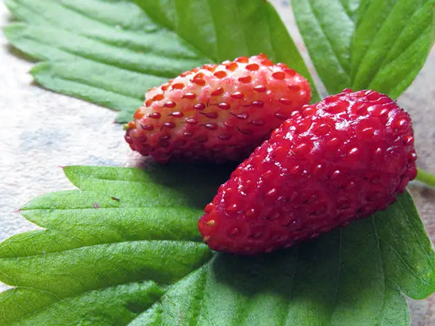 Strawberry Wim Zant