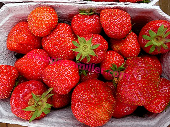 Strawberry Zenga Zengana: a variety that will impress gardeners