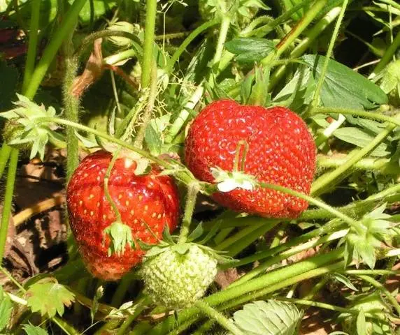 Strawberry Zenga Zengana: variety description, photos, reviews