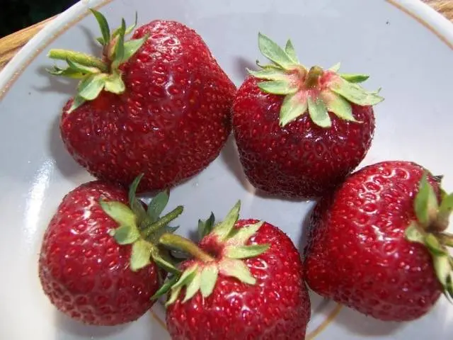 Strawberry Zenga Zengana: variety description, photos, reviews