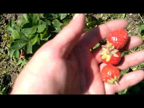 Strawberry Zenga Zengana: variety description, photos, reviews