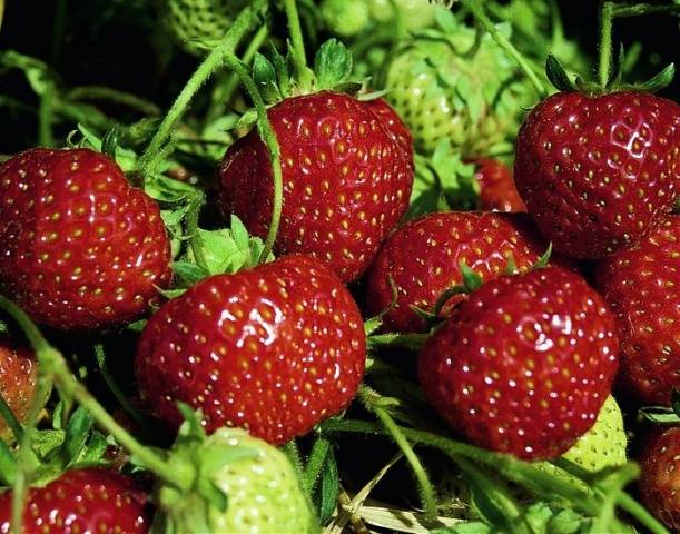 Strawberry Zenga Zengana: variety description, photos, reviews