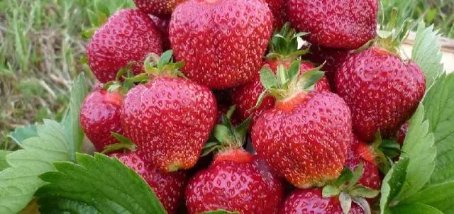 Strawberry Zenga Zengana: variety description, photos, reviews