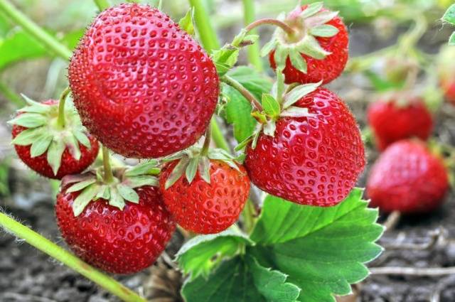 Strawberry Zenga Zengana: variety description, photos, reviews