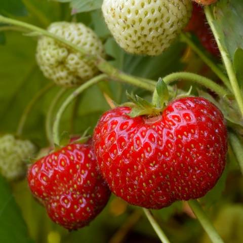 Strawberry Zenga Zengana: variety description, photos, reviews