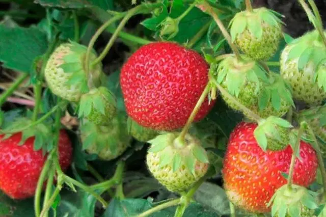 Strawberry Zenga Zengana: variety description, photos, reviews