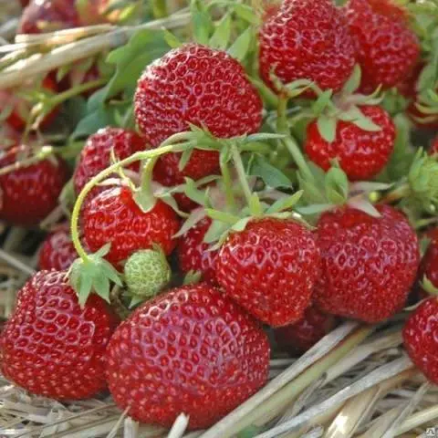 Strawberry Zenga Zengana: variety description, photos, reviews