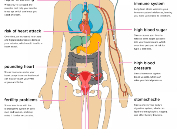 Stress has no mercy. It leads to faster wear of the organs